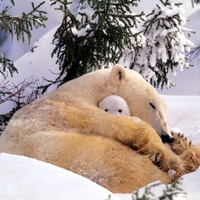 Polar bear with baby