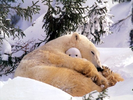 Polar bear with baby - bear, polar bear, snow, cold