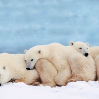 Polar bear with babies