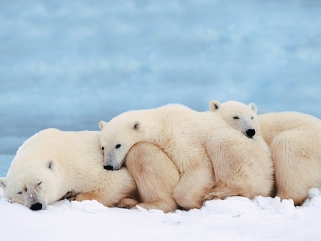 Polar bear with babies