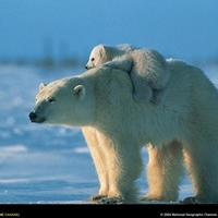 Polar bear carrying baby