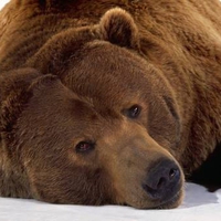 Brown Bear