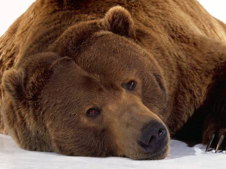 Brown Bear - bear, brown