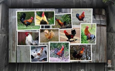 Framed Roosters - farm, roosters, color, widescreen, barn, country