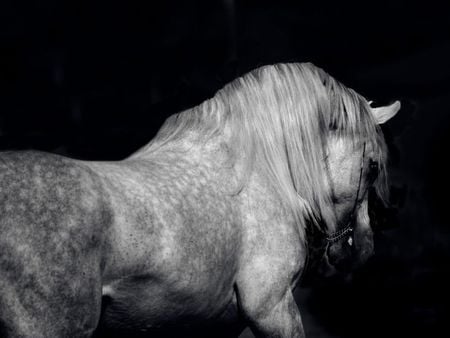 Arabian Horse - cavalo, horse