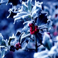 Christmas Holly