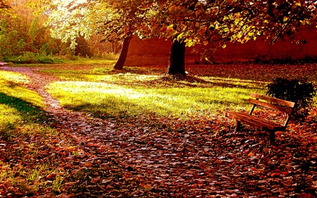 Good Morning - forest, bench, path, glow, light, leaves, trees, grass