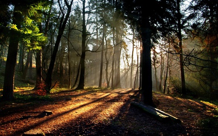 The Way Home - path, trees, branches, grass, forest, light, leaves