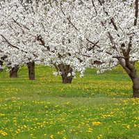 WHITE LEAF TREES