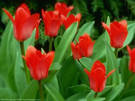 Red Flowers - smiling, red flowers, tulips, environment, nature, abstract, beautiful, red, green, leaves, photo