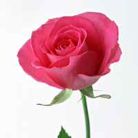 Pink Rose