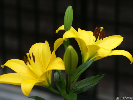 Yellow Lily - environment, nature, abstract, yellow, lily, beautiful, leaves, green, flower