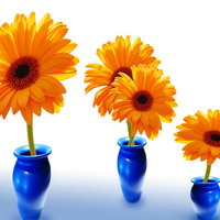 Flowers Vista themes.jpg