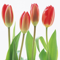 Four Tulips