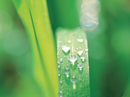 Raindrop on Grass - abstract, raindrops, water, nature, rain, drops, grass, environment