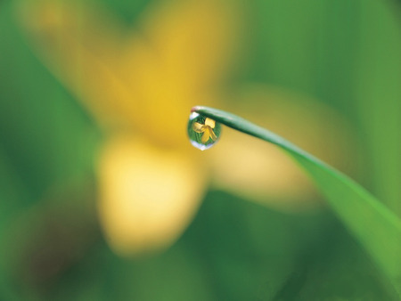 Raindrop on Grass - abstract, drop, water, nature, raindrop, rain, grass, environment