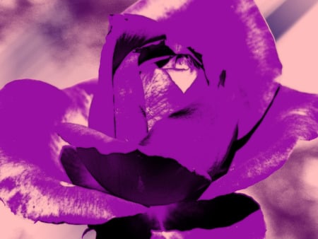 purplerose.jpg - flower, purple, pink, rose