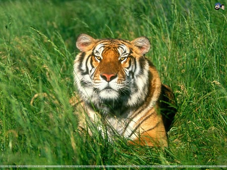 TIGER looking at you - danger, brave, resting, face, abstract, brown, forest, jungle, looking, animal, strips, grass, non vegetarien, tiger