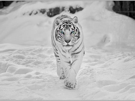 Snow Tiger - picture, tiger, cool, snow