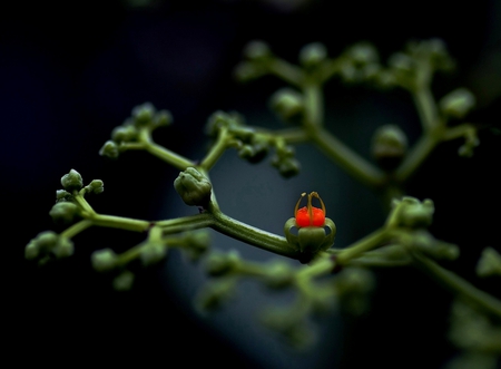 UNIQUE PLANT - stem, flower, plant