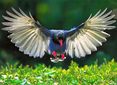 Beautiful Bird - cool, bird, photography, beautiful