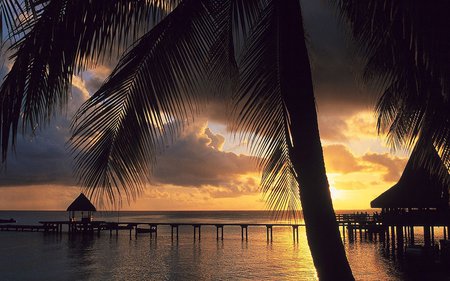 Tropical Scenery - beach, palms, tropical, sunset, nature, walkway, skies, tree, sunrise