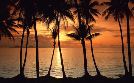 Swaying Palms - sky, ocean, sun, paradise, water, tropical, sunset, nature, beautiful, skies, sunrise