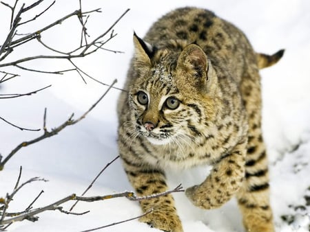 Iberian_Lynx - winter, big, cat, cool