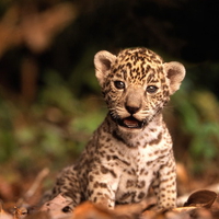 Baby_Jaguar