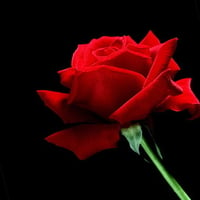 single red rose