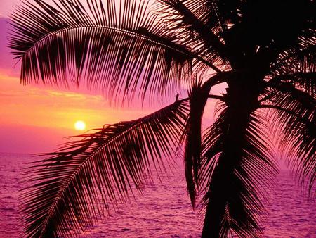 Sunset - abstract, sun, water, palms, sunset