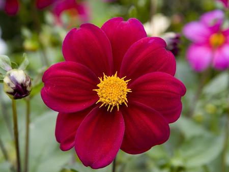 Flower - nature, dahlia, flower