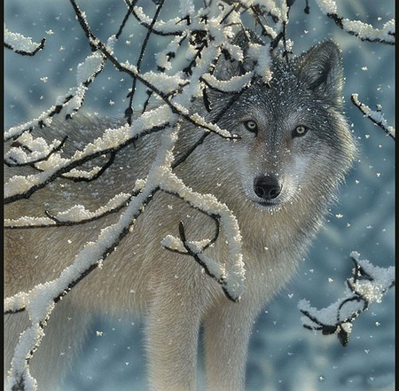 wolf-silence - silence, wolf, snow, forest, woods