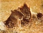 Leo and Lioness