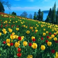 field of tulips spring