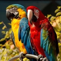 Macaws