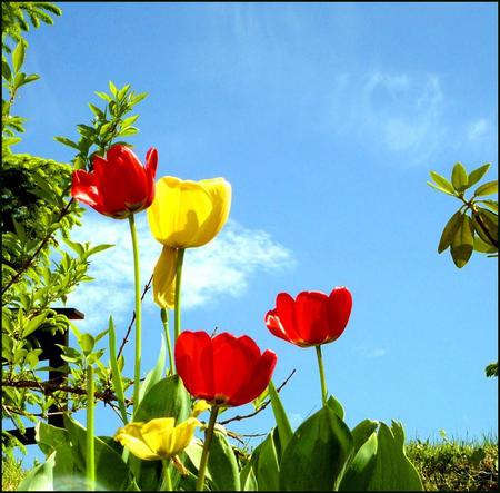 Flowers - flowers, nature, sky