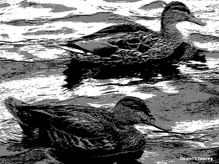 Gray Ducks - gray ducks, danieltowsey