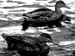 Gray Ducks