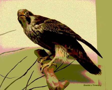 Falcon art - falcon art, danieltowsey