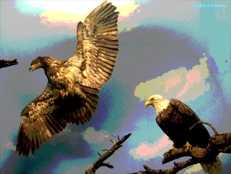 Eagles art - eagles art, danieltowsey