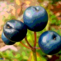 Blueberries art