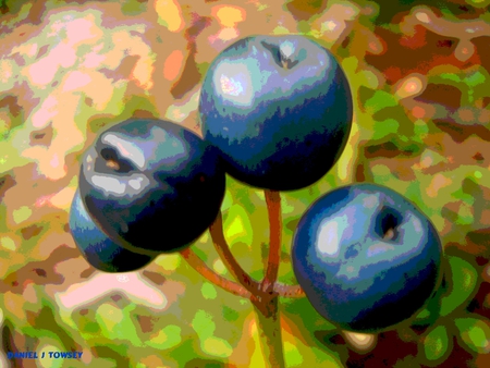 Blueberries art - blueberries art, art, danieltowsey