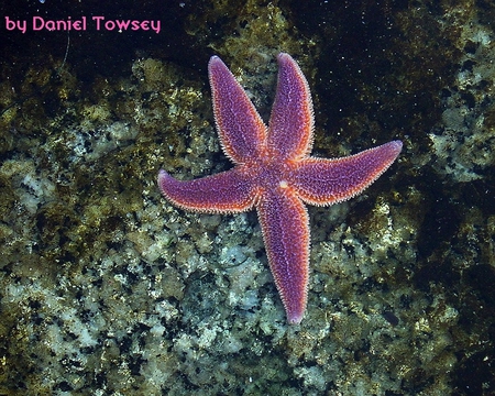 starfish - starfish, danieltowsey