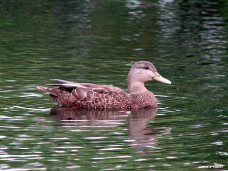 Cute Ducky - cute ducky, danieltowsey