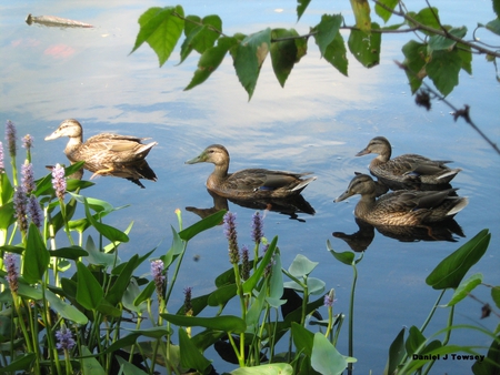 Framed Ducks - framed ducks, danieltowsey