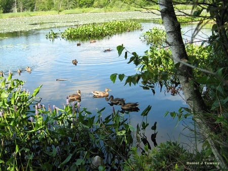 Spring Ducks - danieltowsey, spring ducks