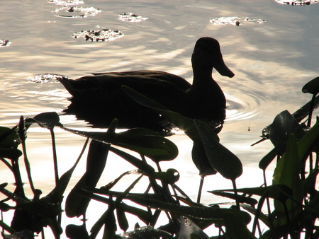 Cameo Duck