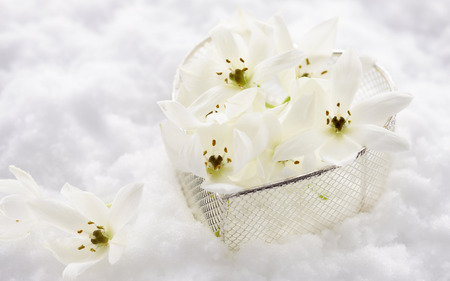 beautiful flowers arrangement - flowers, pretty, basket, white, nature, beautiful, arrangeament, wellness