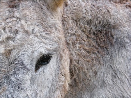 Donkey  - eye, grey, donkey, cute